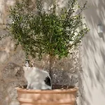 Olithos 1 Apartment *